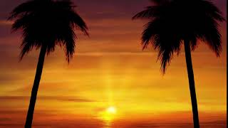 Summer beautiful Golden palm tree beach photography background video background