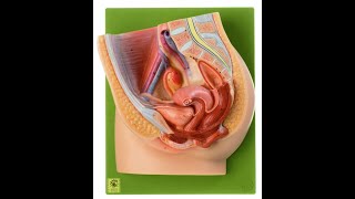 Lab 13.11 - Ligaments of the Female Reproductive System