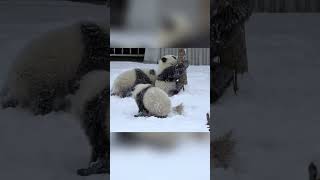 糯米团子们雪地里一起嬉闹，太温馨太可爱了 #panda #pandafushun #cute #adorablepanda #animals #cutepanda #pandalove #funny