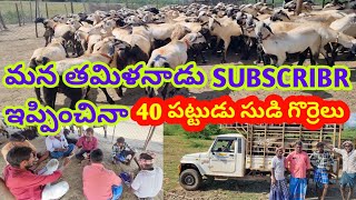 నెల్లూరు పల్లెల్లో తమిళనాడు SUBSCRIBR కు ఇప్పించినా 40 సుడి గొర్రెలు Nellore judipi sheeps tamil