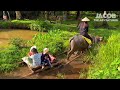 Bathing our Carabao Bruno | Filipino countryside life | Jacob the Adventurer