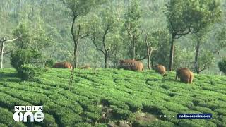 ഇടുക്കി ചിന്നക്കനാൽ മേഖലയിൽ കാട്ടാനക്കൂട്ടം.ആനയെ കണ്ട് ഓടി തൊഴിലാളികൾ