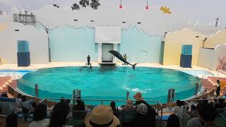 須磨水族館イルカショー2019夏センター