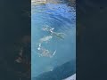 紐西蘭南島twizel 高地鄉村鮭魚！！室外鮭魚池餵食🐟 newzealand salmonrun 旅遊 紐西蘭 鮭魚