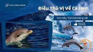 Tìm Hiểu Về Cá Heo | Vì Sao Cá Heo Thông Minh?