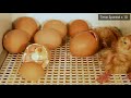 Hatching Eggs - Chicks  Chickens - Time lapse Video