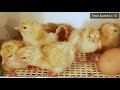 Hatching Eggs - Chicks  Chickens - Time lapse Video