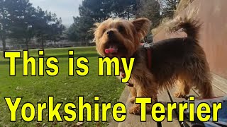 this is my Yorkshire terrier