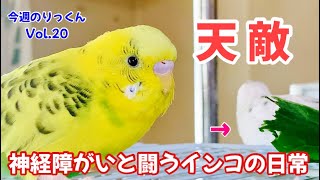 【今週のりっくん】神経障がいと闘うインコVol.20『ボクの天敵は、アイツだっ！』