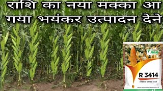 राशि कंपनी का नया मक्का R3414 ने दिया बम्पर उत्पादन!rasi maize R3414 ki puri jankari.