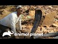 ¡De frente con la cobra que mató a Cleopatra! | Wild Frank en África | Animal Planet