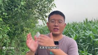 今年种植小麦，如何选择合适品种？这几点一定要注意⚠️