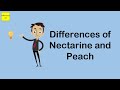 Differences of Nectarine and Peach