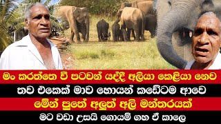 මං කරත්තෙ වී පටවන් යද්දී අලියා කෙළියා නෙව | තව එකෙක් මාව හොයන් කඩේටම ආවෙ | මේන්  අලුත් අලි මන්තරයක්