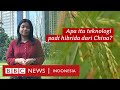 Indonesia meminta bantuan China untuk tangani impor beras, teknologi apa yang akan dipakai?