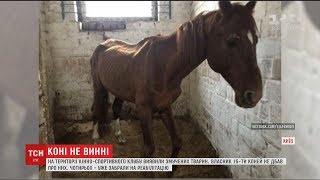 У Києві на території кінно-спортивного клубу виявили тварин, які не доїдають