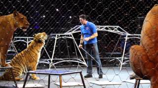 RINGLING BROS BIG CAT CARE CLINIC