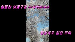 드라이브스루 벚꽃 데이트 코스(faet.경북 김천 조마)