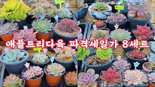 특별할인가 8세트 애플트리다육 서두르 세요 금방마감될듯이요 Succulents(FT.택배가능010 2372 5868)