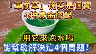 「車前草」是個寶，4個黃金搭配！用它來泡水喝，或能幫助解決這4個問題！