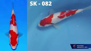 SK - 082 | SAKAI VS MOMOTARO GROW OUT CUP 2020