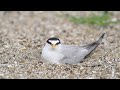 ♪鳥くんの野鳥動画～コアジサシ親とヒナを little tern baby uander mother