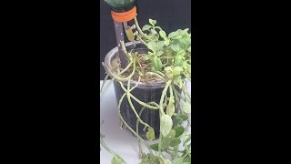 Self watering Hack for flower pots #shorts