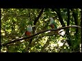 rose crowned fruit dove