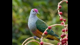 ROSE-CROWNED FRUIT DOVE