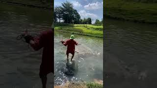 incredible fishing net catching fish in the river that full of fish