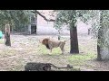 Male Lion and Lioness Roaring at the Jacksonville Zoo and Gardens