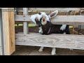 首を出して変な声を出す子ヤギ 2022年6月22日 goat farm 手作りヤギ牧場　吉がけ牧場