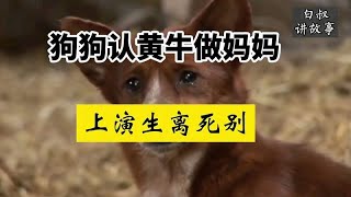 狗狗喝牛奶长大，遭遇生死离别，竟然哭了