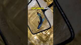 Coba Breeding Jenis Ikan Cupang Wild Betta, Apakah Berhasil Lagi??