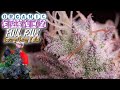 EVERYTHING I DID FROM SEED TO HARVEST | DRY & CURE INCLUDED | ORGANIC FORUMZ GSC