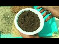 সমস্ত শীতকালীন ফুল গাছের আদর্শ মাটি তৈরি best potting mixture for winter flowers