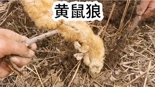 在黄鼠狼洞放一个二踢脚，没想到引发一场悲剧。黄鼠狼就在附近