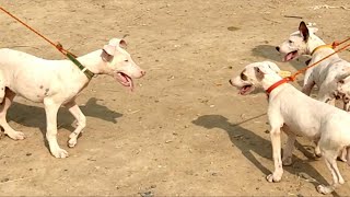 Cheapest Dogs Setup in Kohat | Kohati gultair | Bully Dog | pk Animals Rescue