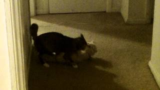 Mitsey Playing With New Kitten Rico