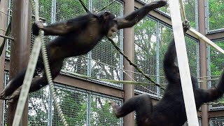 【Mirai♀ vs Rocky♂】ミライvsロッキー#fight #chimpanzee