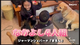 【シェパードと子供たち】子供と犬がいる光景ってほのぼのします！まろんは楽しくて興奮しっぱなし、、、みんな仲良しです！