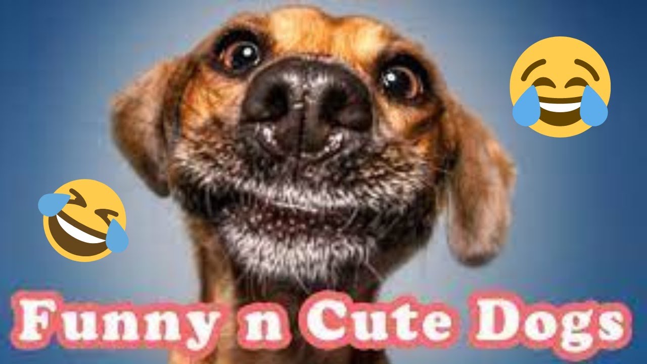 2023 Most Funny Dog Compilation Video Youtube