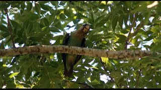 South Africa: Saving the Cape Parrots | Global 3000