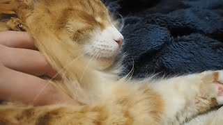 へそ天で眠るもふ猫を存分にもふったノルウェージャンフォレストキャットの飼い主（A cat that feels good to the touch）