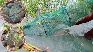 চায়না জাল দিয়ে চিংড়ি বাইলা কই মাছ ধরা। China Net Fishing Video। #Fishing Video