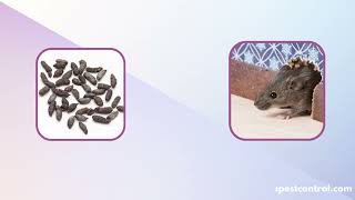 Rat Control in Chennai | Rodent Control | Pest Control Services | SIPC