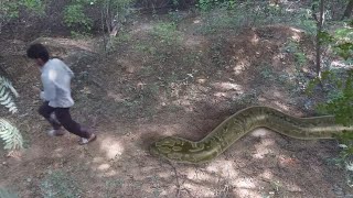 Anaconda snake 3 in real life |Anaconda snake attack | #snake #python  #trending #anaconda #bigsnake