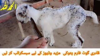 goat farming in pakistan || goat kids || goat farming in pakistan punjab || Qadri goat farm