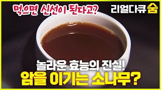 간암 극복? 소나무 기름의 놀라운 효능 대공개! 리얼다큐 숨