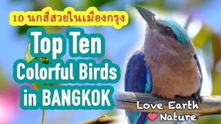 นกสีสวย 10 ชนิดในกรุงเทพ TOP 10 COLORFUL BIRDS IN BANGKOK